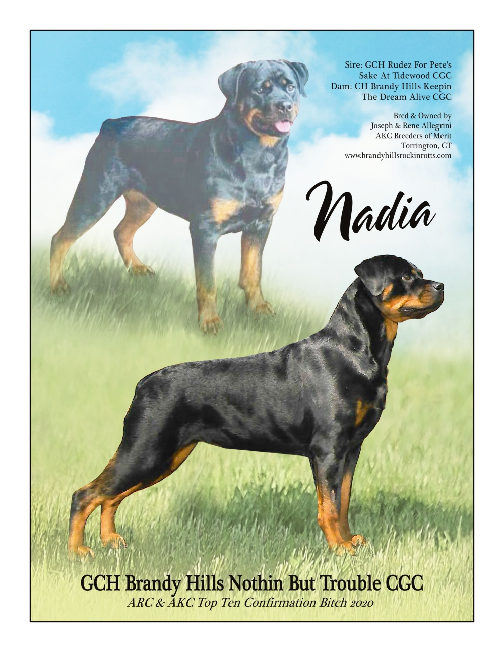 Brandy Hills Rockin Rottweilers Rottweiler Breeders located in